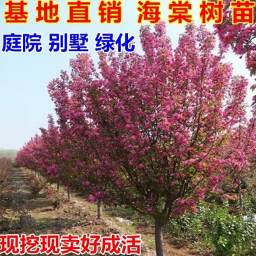 海棠树苗南方北方种植盆栽地栽西府四季常绿开花