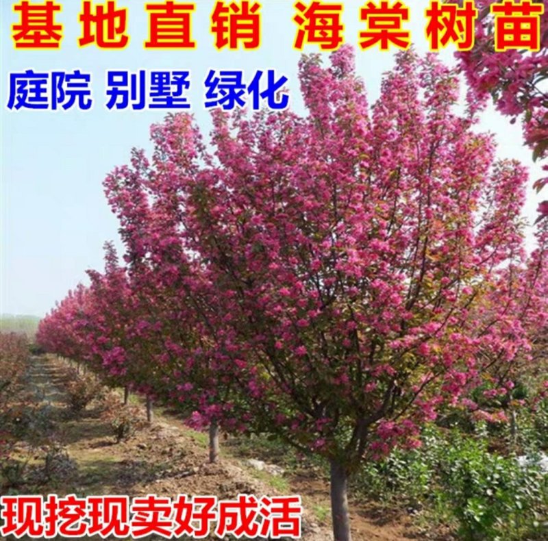 海棠树苗南方北方种植盆栽地栽西府四季常绿开花