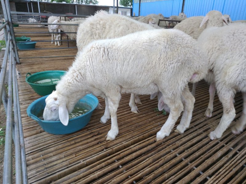 绵羊免费送货货到付款价格优惠送草料机