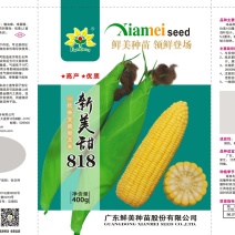 甜玉米种子牛商推荐量大从优