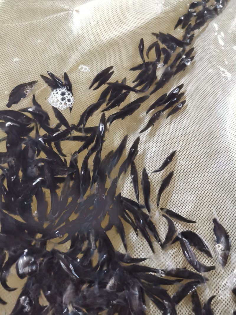 【产地发货】鳜鱼苗桂花鱼苗支持空运客运送货上门提供技术