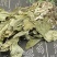 见血清供应上千种中药材