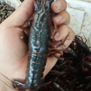 小龙虾