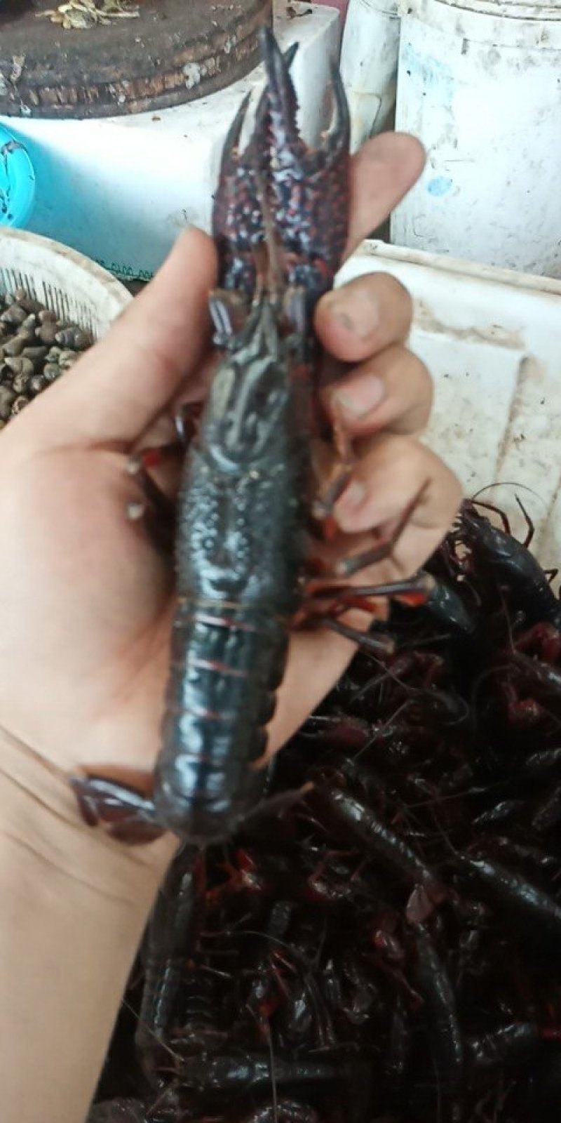小龙虾