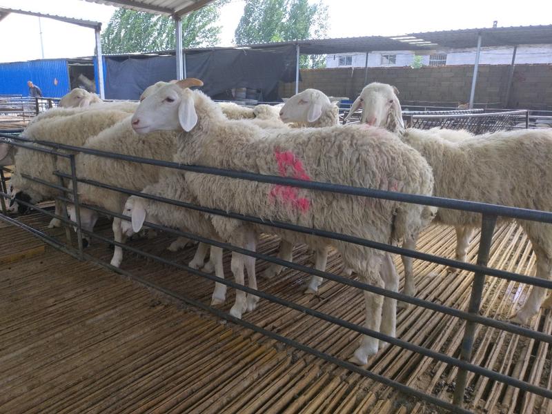 湖羊免费送货货到付款包成活提供养殖技术