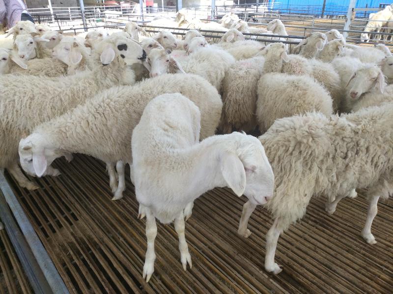 湖羊免费送货货到付款包成活提供养殖技术