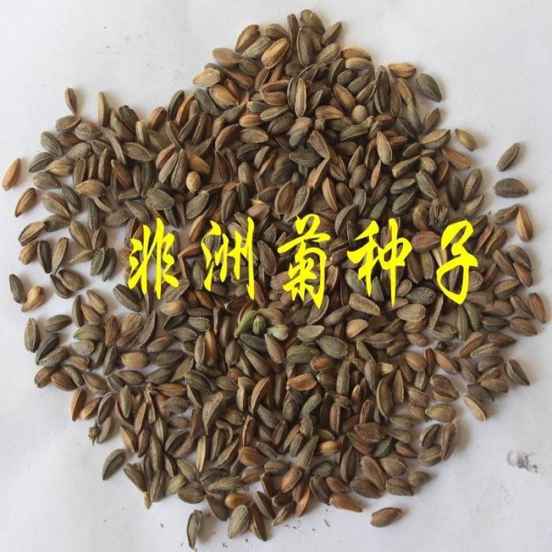 非洲菊种子棚栽园艺花卉种子