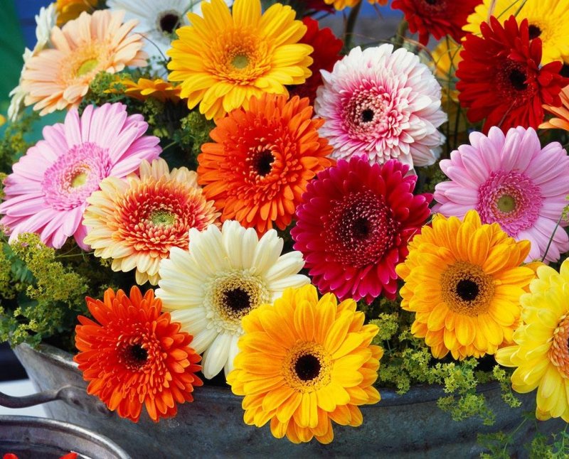 非洲菊种子棚栽园艺花卉种子