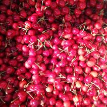 红灯樱桃，美早樱桃，大量供应馆陶众康果品市场