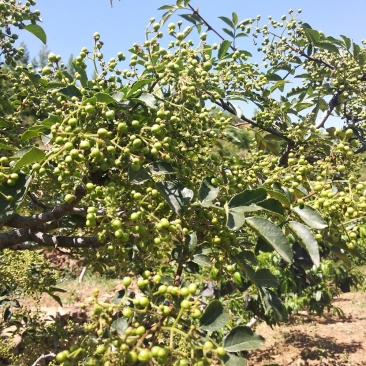 新鲜嫩青花椒现摘现发货非藤椒沂蒙山本地老树小颗粒嫩青花椒