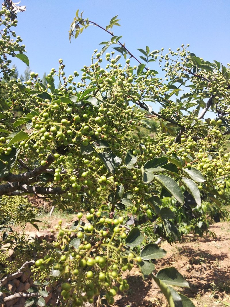 新鲜嫩青花椒现摘现发货非藤椒沂蒙山本地老树小颗粒嫩青花椒