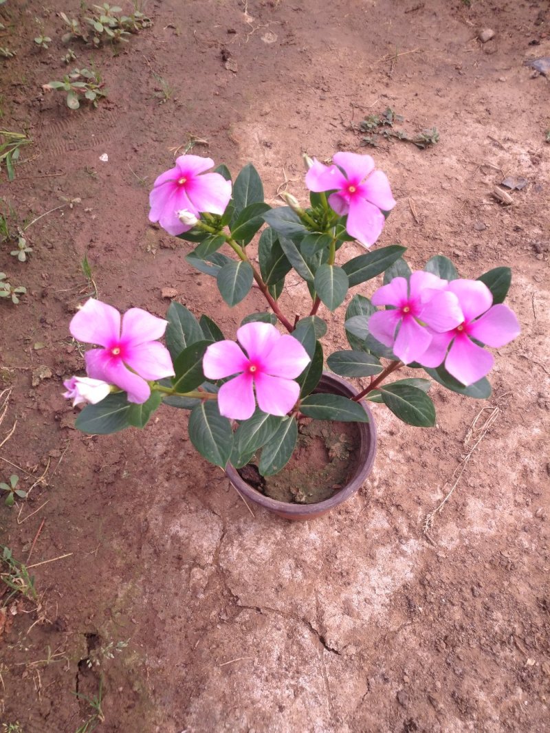 长春花