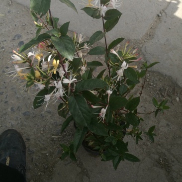 金银花