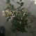 金银花