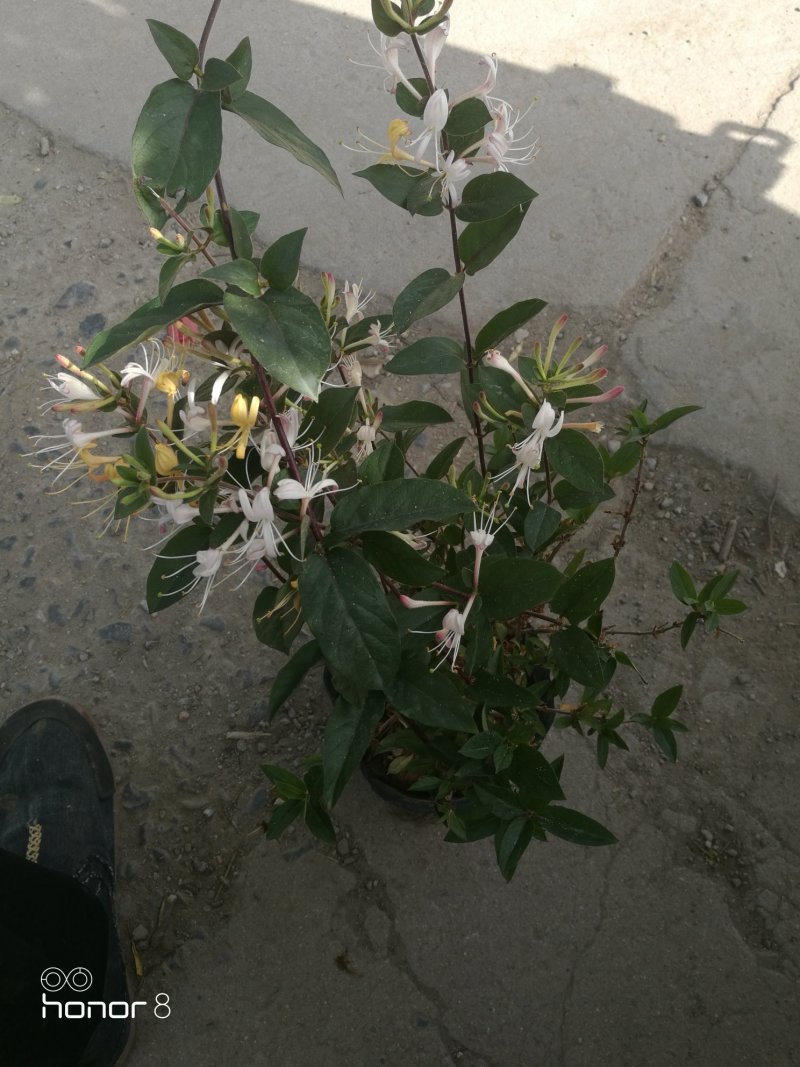 金银花