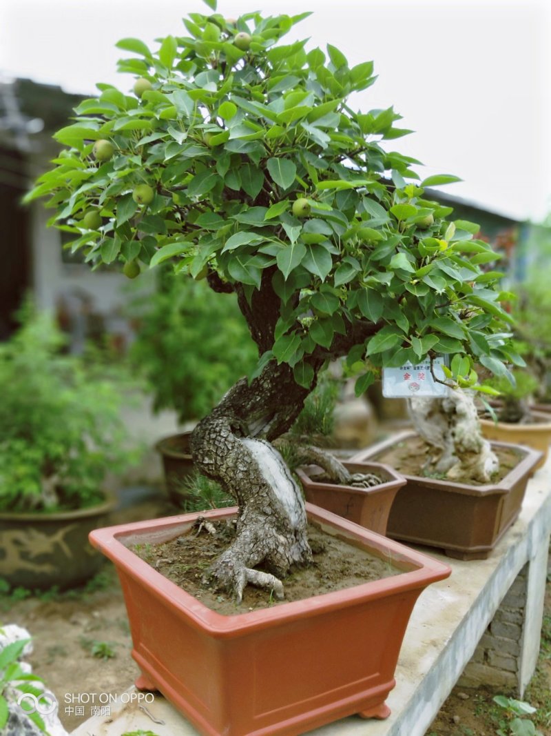 黑松紫薇