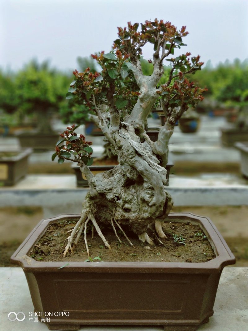 黑松紫薇