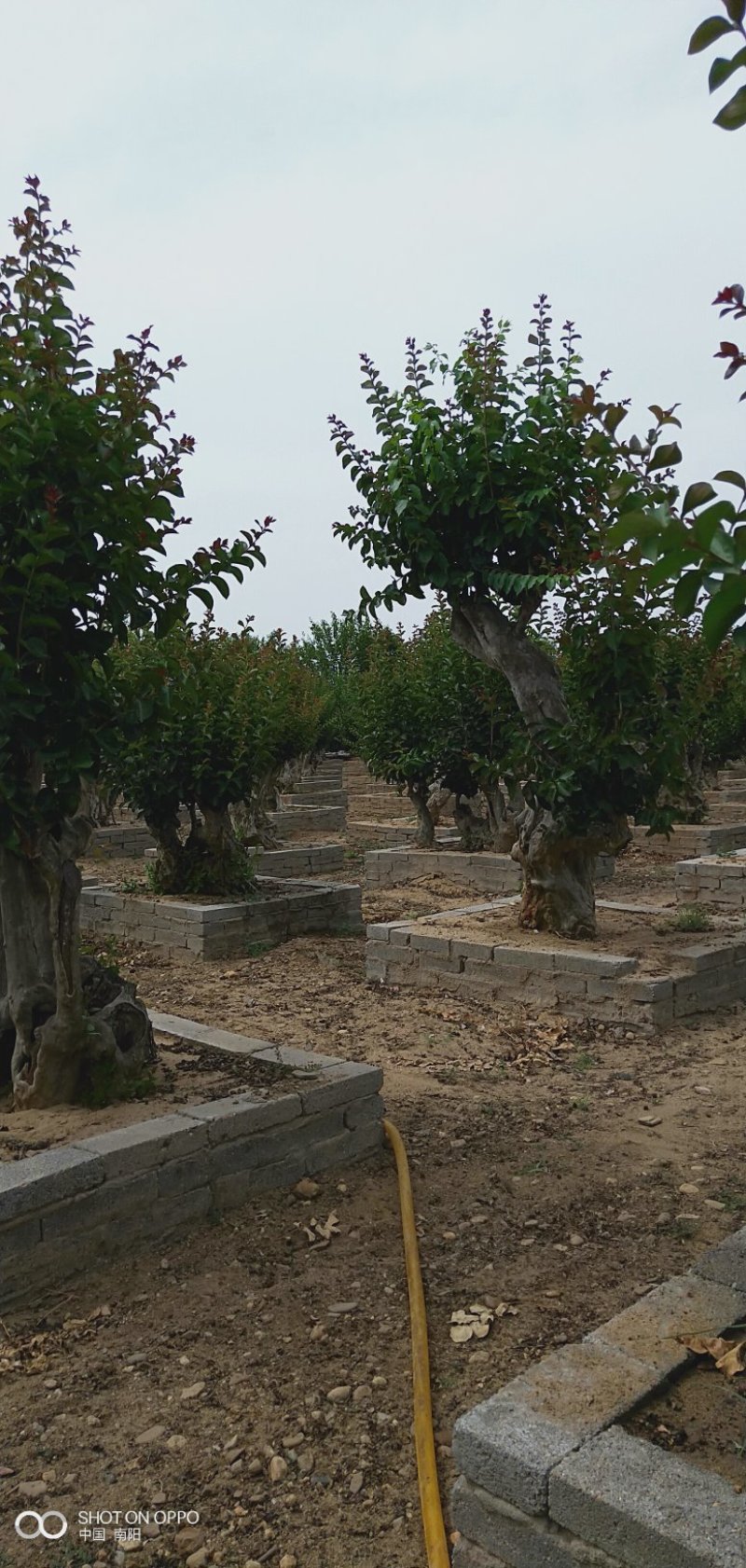 黑松紫薇