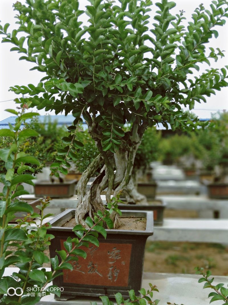 黑松紫薇