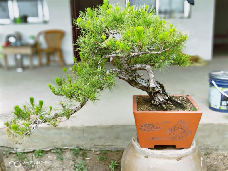 黑松紫薇