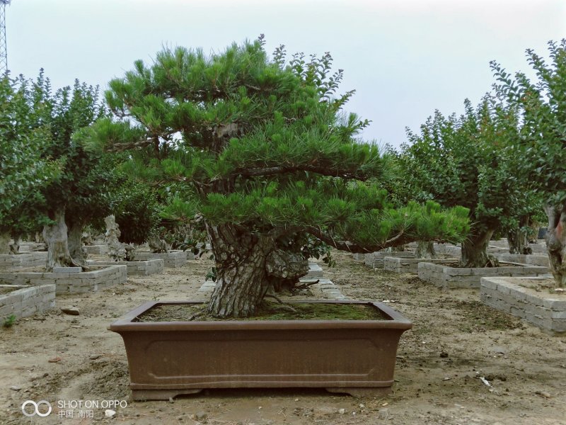 黑松紫薇