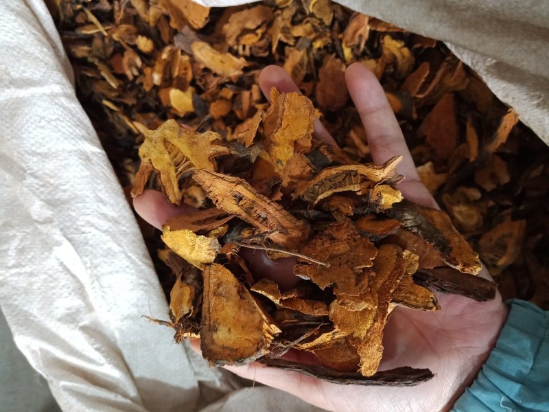 虎杖无硫各种中药材批发质量保证产地直销