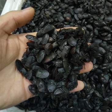 包邮正品九香虫干净无油供应上千种中药材