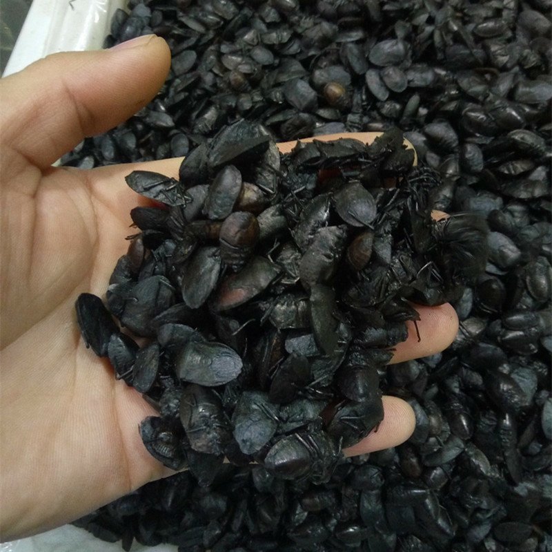 包邮正品九香虫干净无油供应上千种中药材