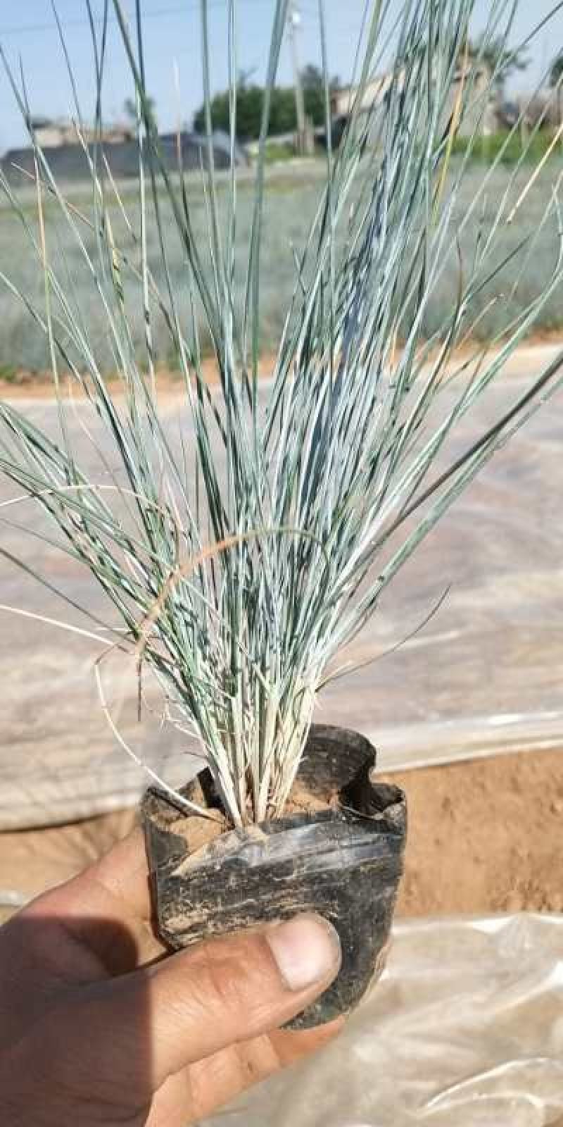 精品蓝羊茅，绿化，花海基地直发可视频看货量大价优