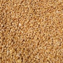 带皮农家小麦粒散装做麦芽糖鱼饵鸡鸭鹅饲料麦子小麦种子发芽