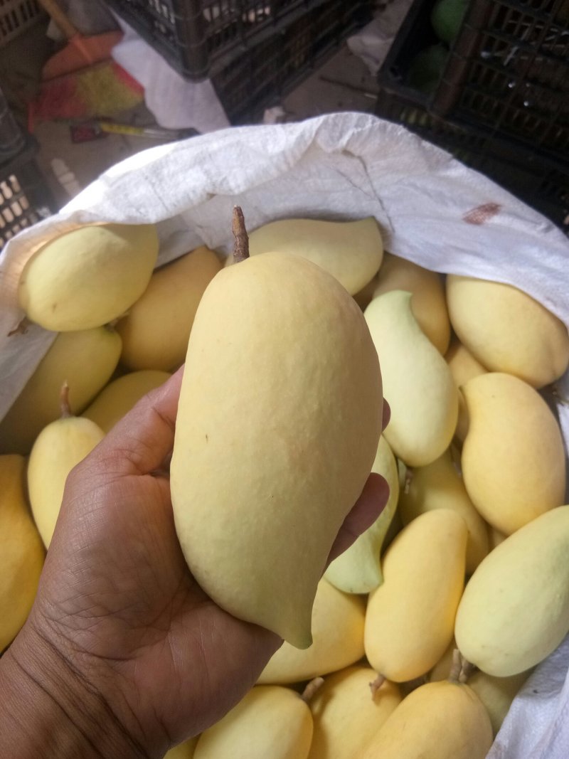 云南元江热带水果鹰嘴芒产地直供