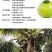 海南椰子5～7斤，3.8元/个