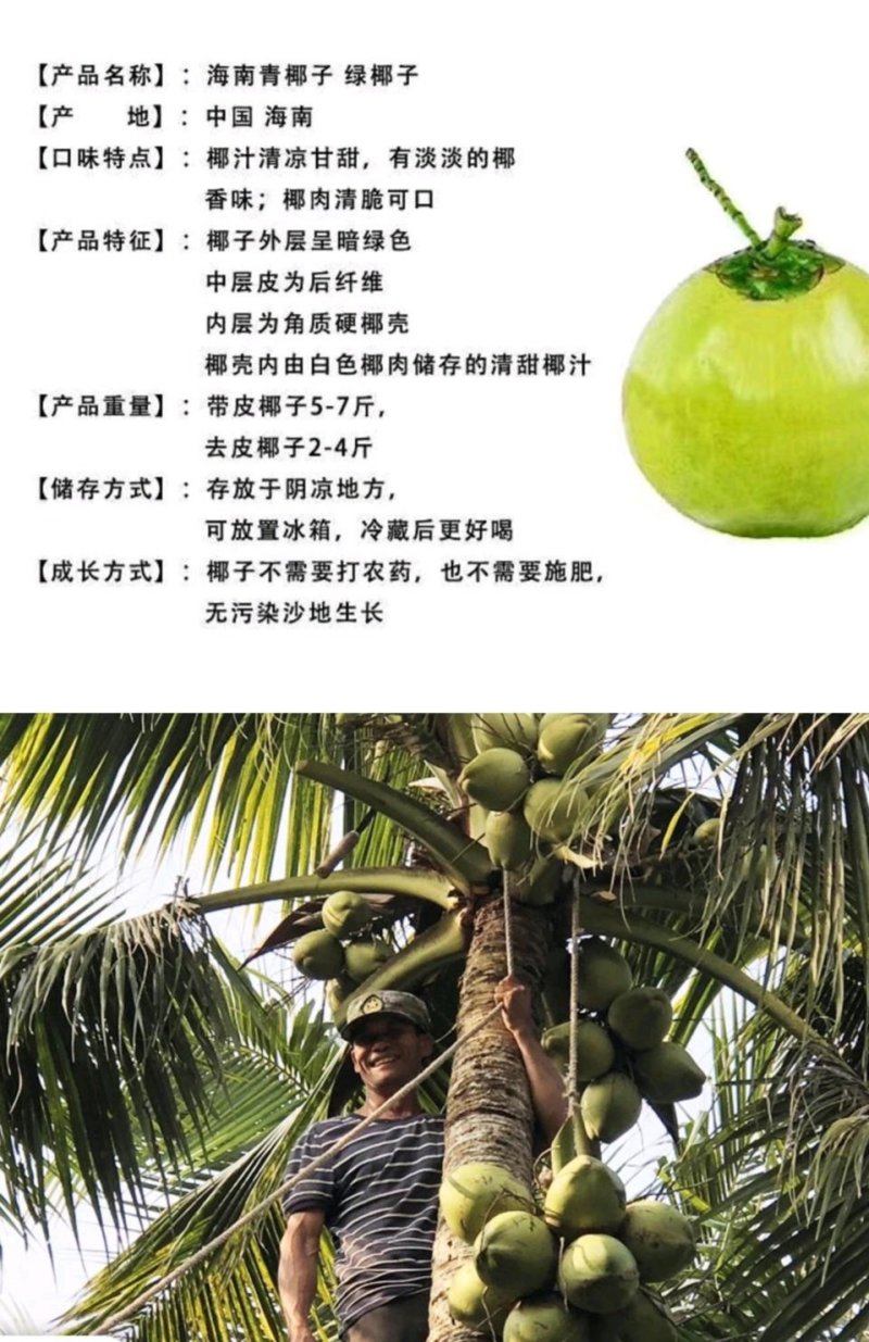 海南椰子5～7斤，3.8元/个
