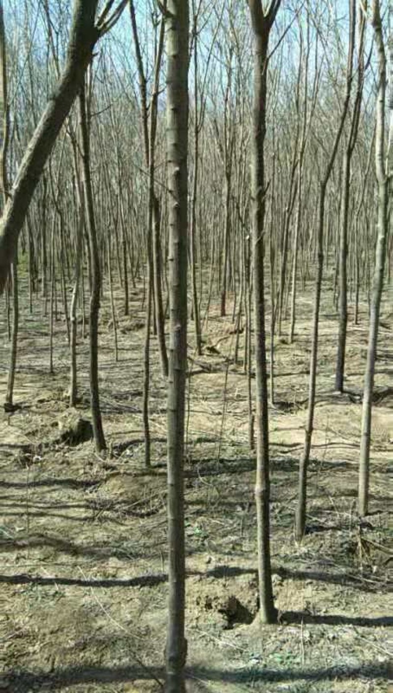 大量供应2---8公分的丝棉木