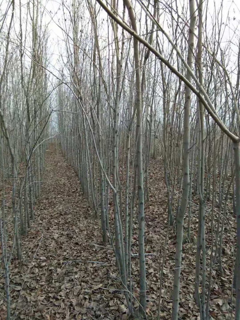 大量供应2---8公分的丝棉木
