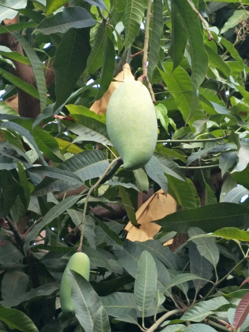 各种芒果，口感细嫩