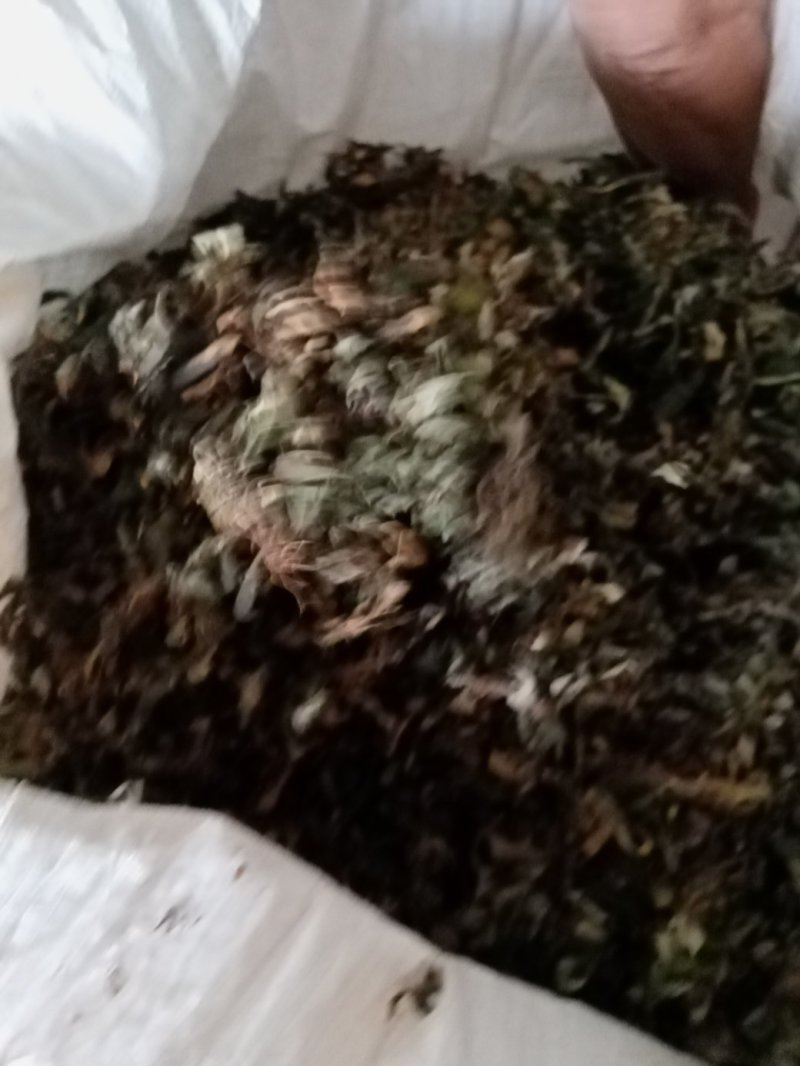 百花地胆头（俗称白背仔），野生值得拥有