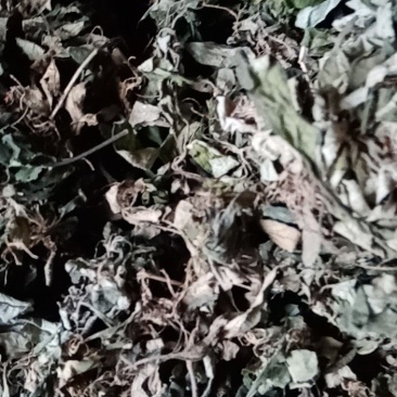 百花地胆头（俗称白背仔），野生值得拥有