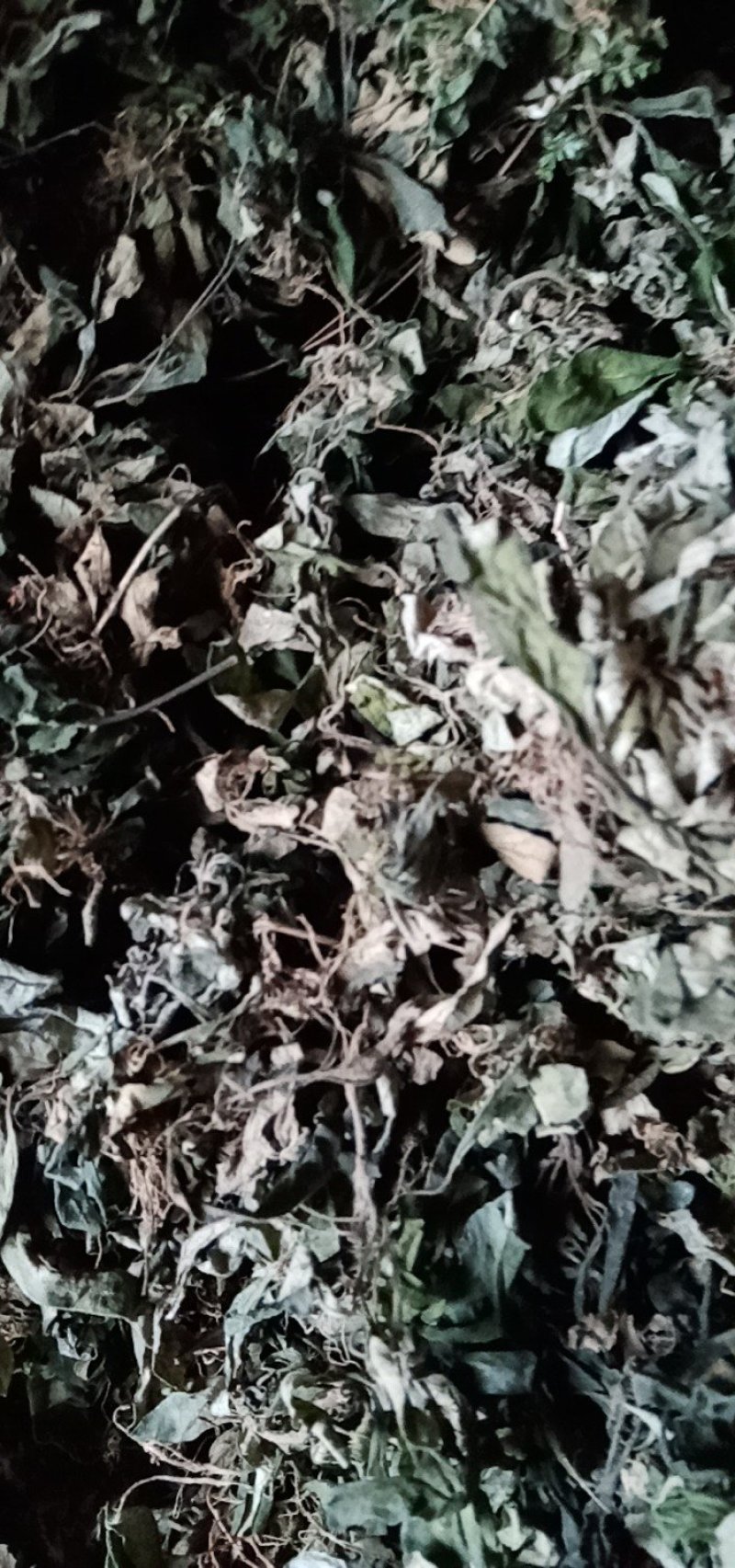 百花地胆头（俗称白背仔），野生值得拥有
