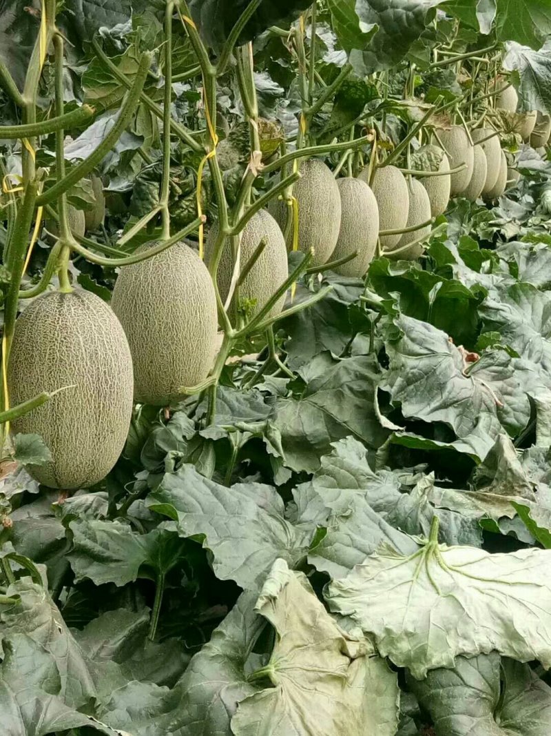 晓蜜25号，甘甜多汁，产地直供，大量上市巾