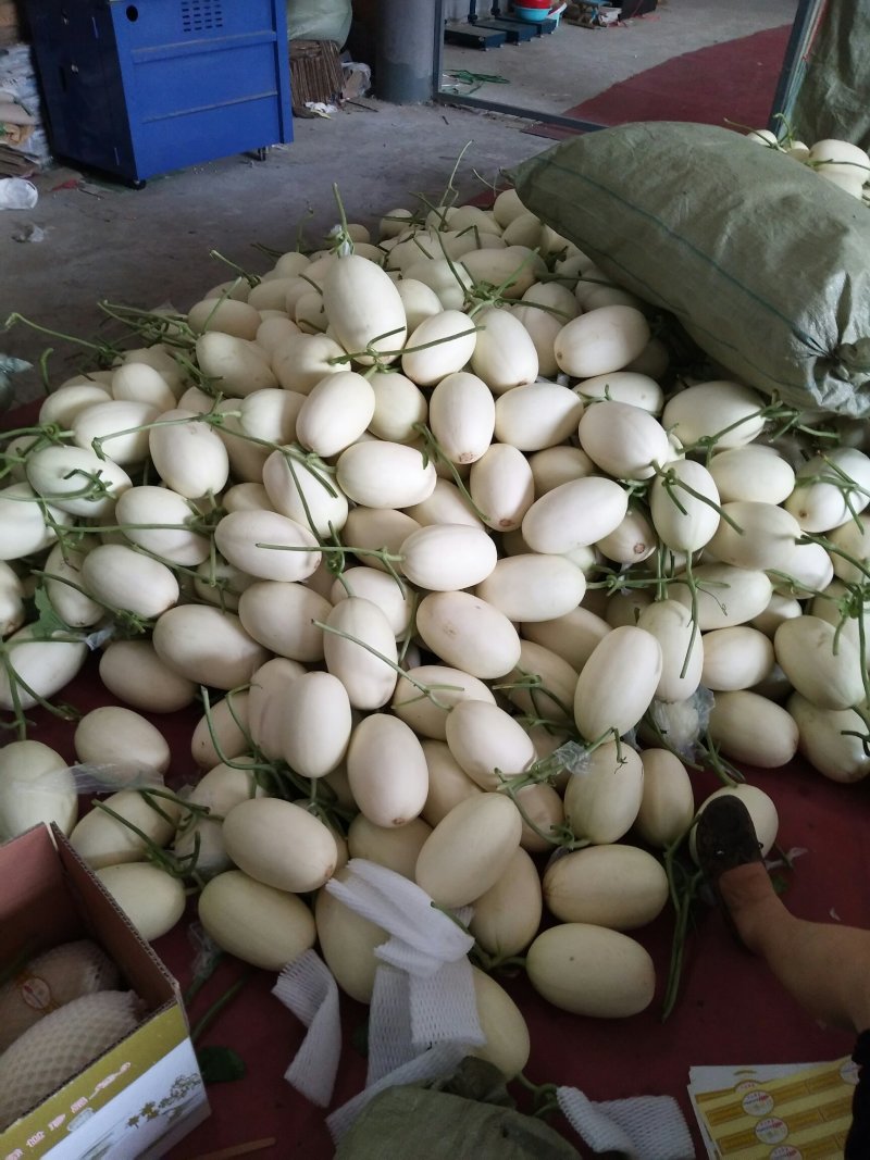 精品白金蜜甜瓜，产地直供，专供市场，超市，电商