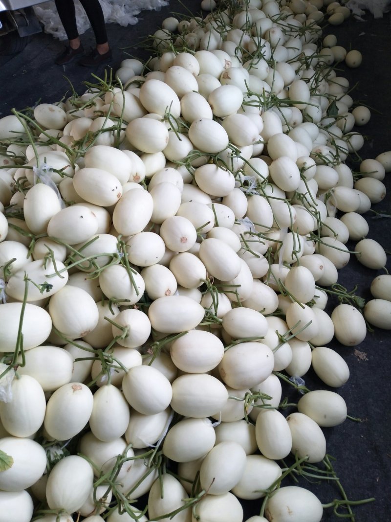精品白金蜜甜瓜，产地直供，专供市场，超市，电商