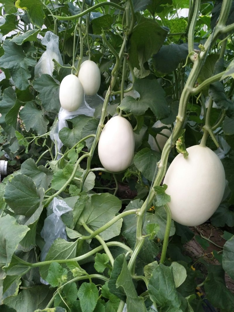 精品白金蜜甜瓜，产地直供，专供市场，超市，电商