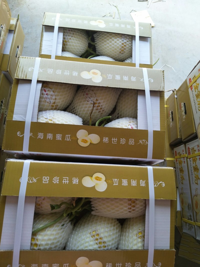 精品白金蜜甜瓜，产地直供，专供市场，超市，电商