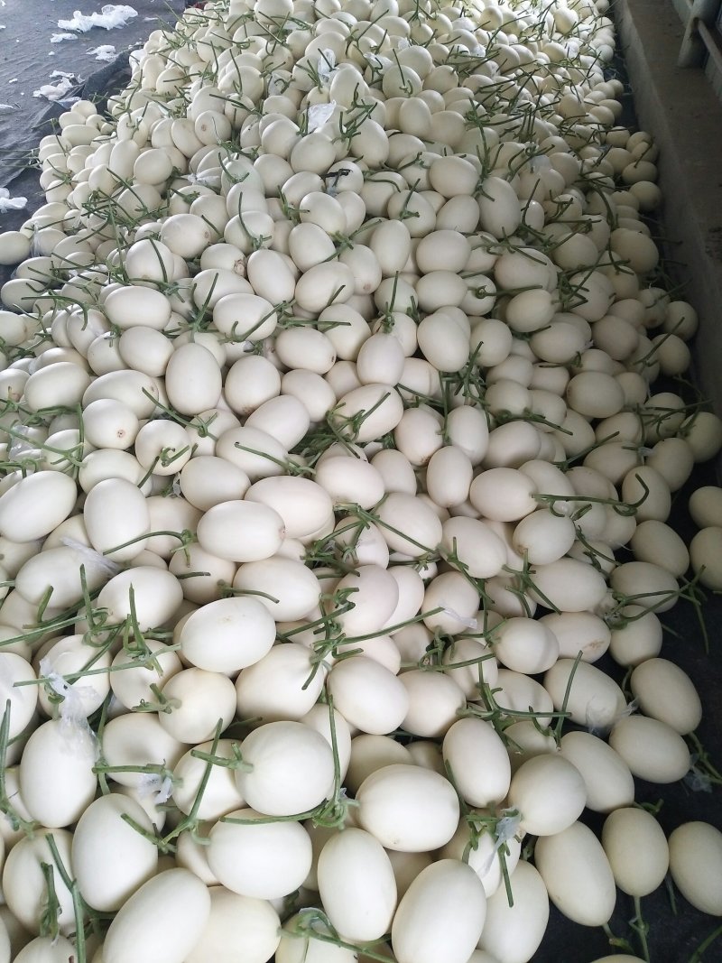 精品白金蜜甜瓜，产地直供，专供市场，超市，电商