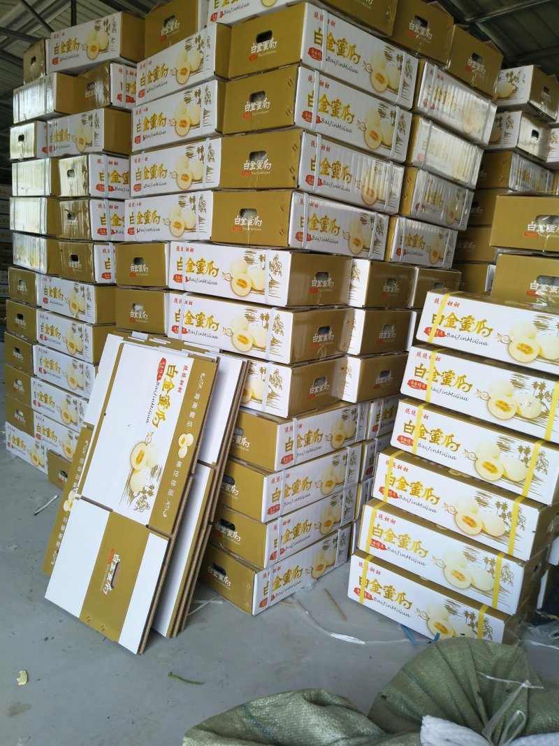 精品白金蜜甜瓜，产地直供，专供市场，超市，电商