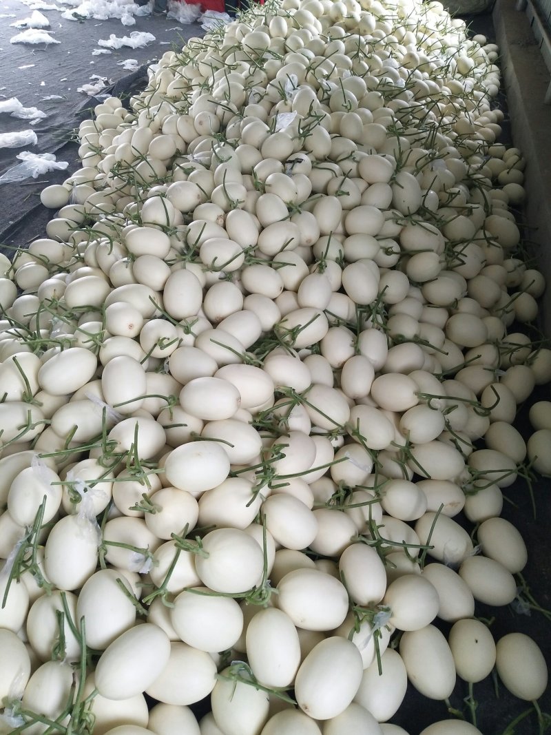 精品白金蜜甜瓜，产地直供，专供市场，超市，电商