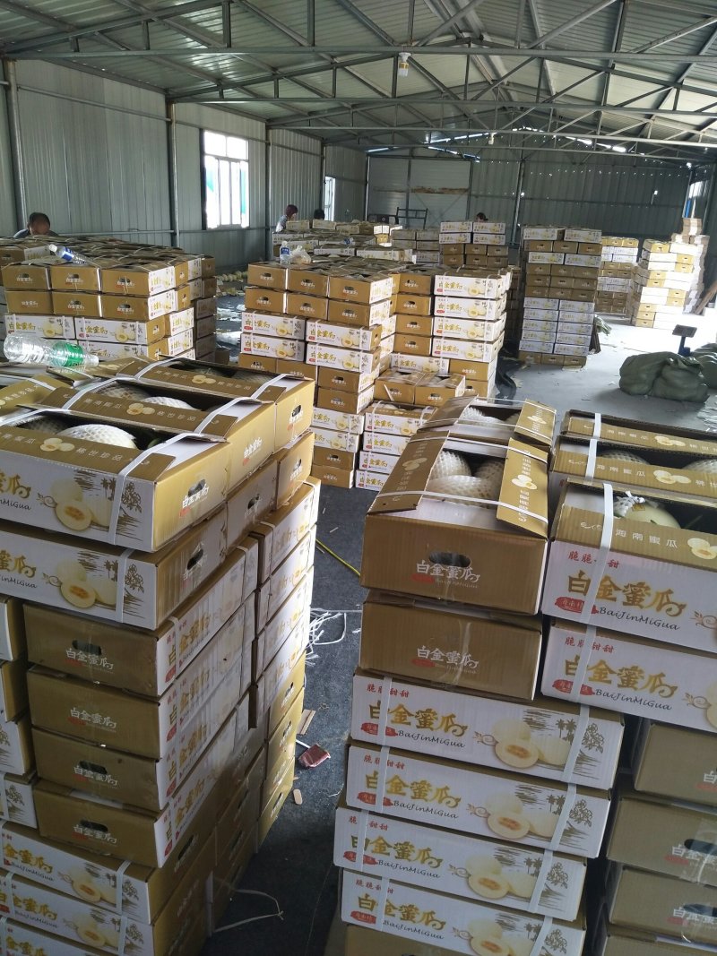 精品白金蜜甜瓜，产地直供，专供市场，超市，电商