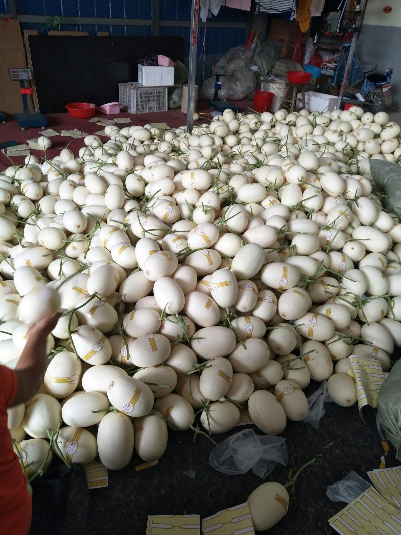 精品白金蜜甜瓜，产地直供，专供市场，超市，电商