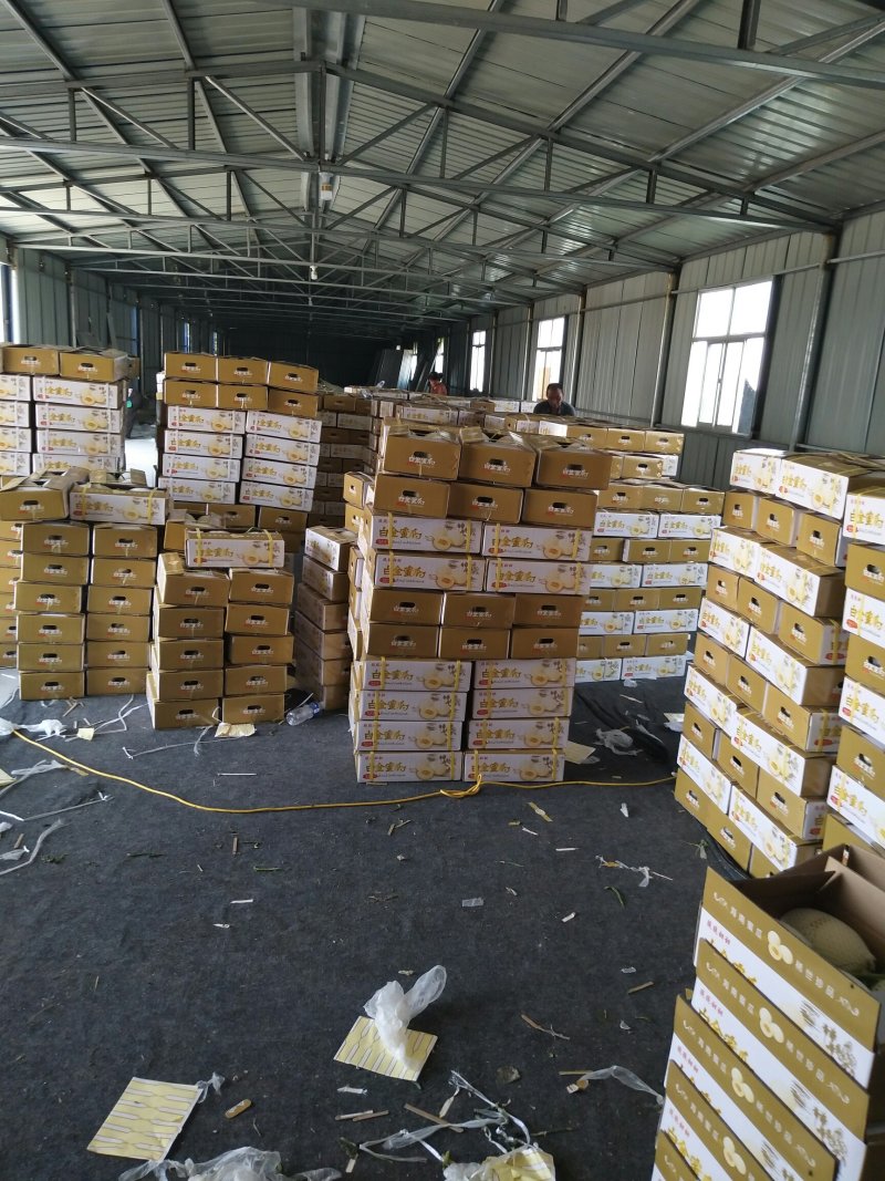 精品白金蜜甜瓜，产地直供，专供市场，超市，电商